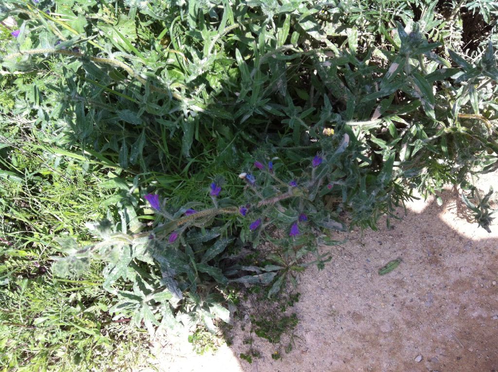 Nome Scientifico? - Echium sp.