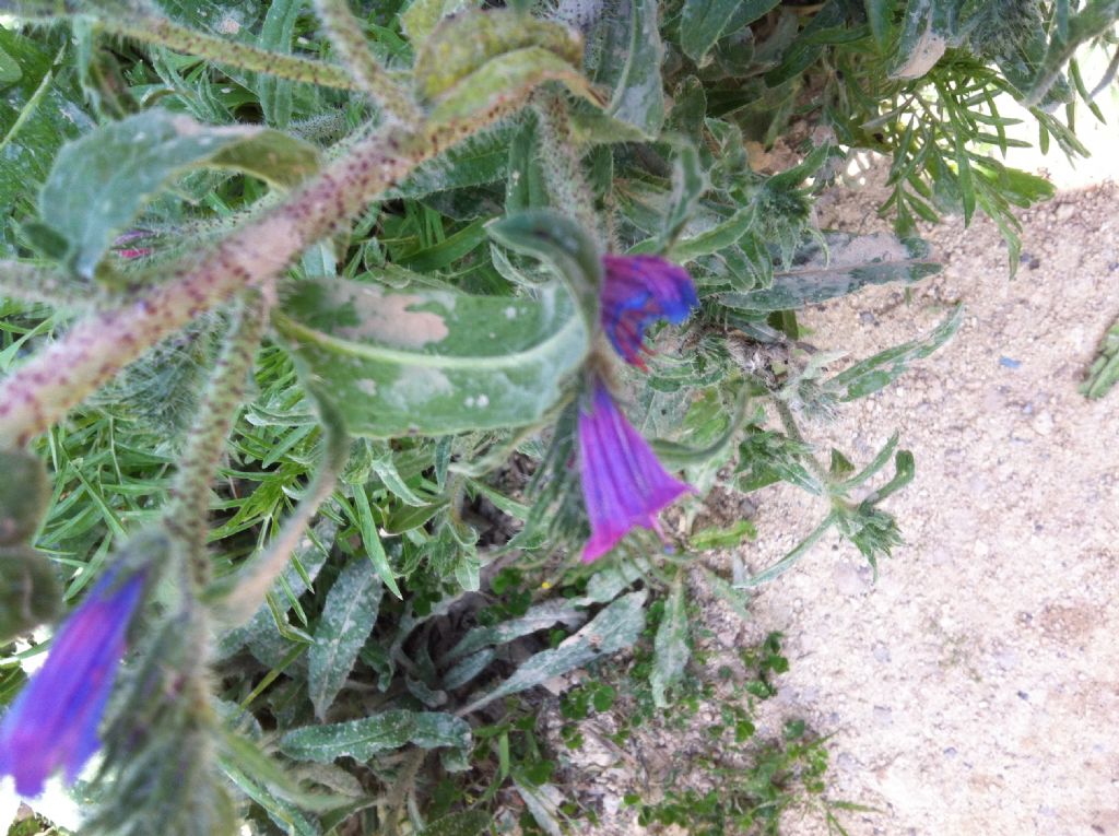 Nome Scientifico? - Echium sp.