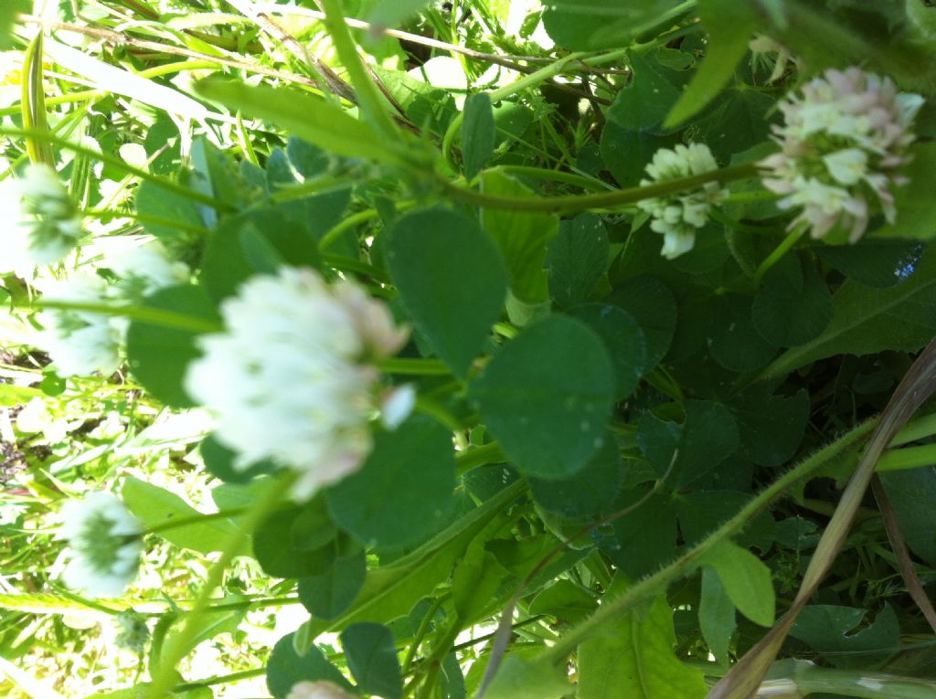 Trifolium nigrescens