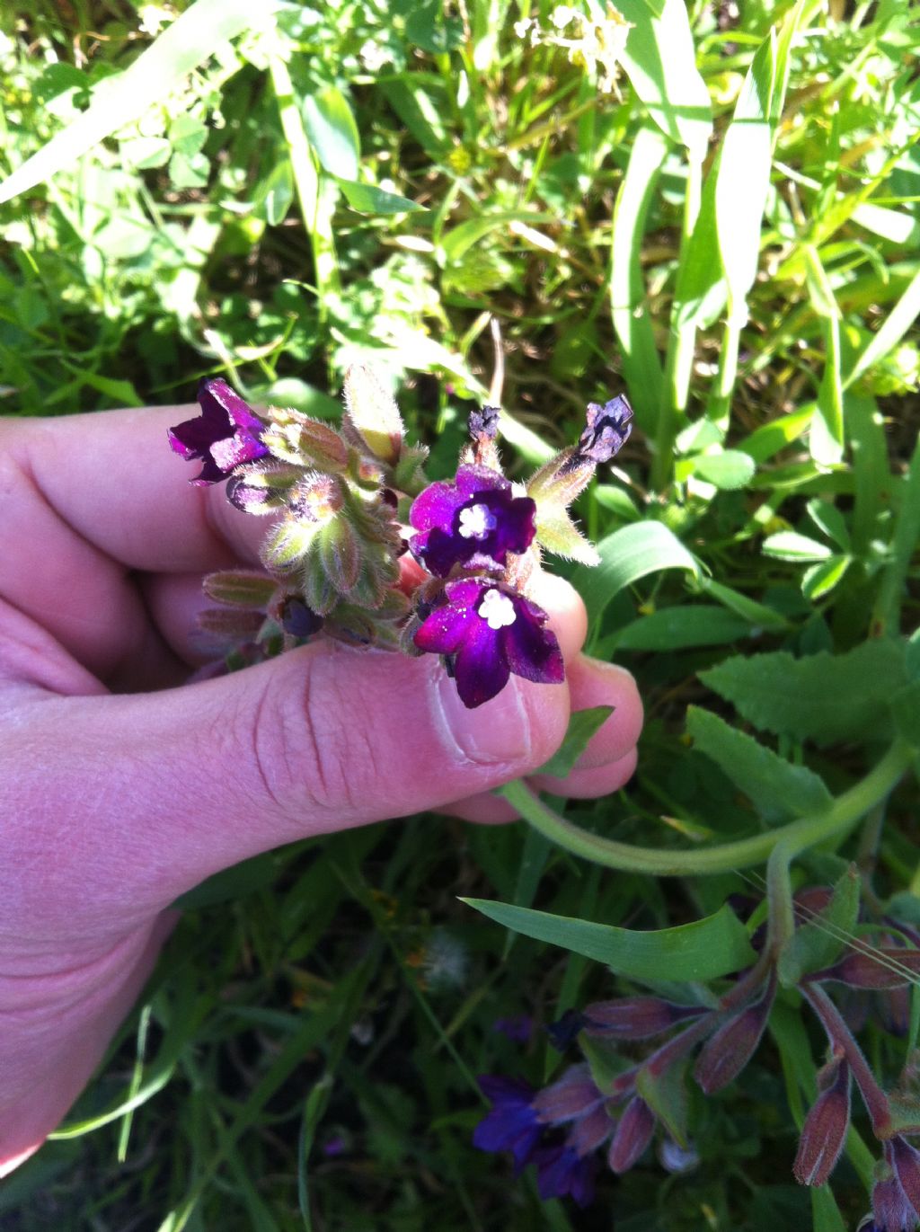 Anchusa undulata  subsp. hybrida