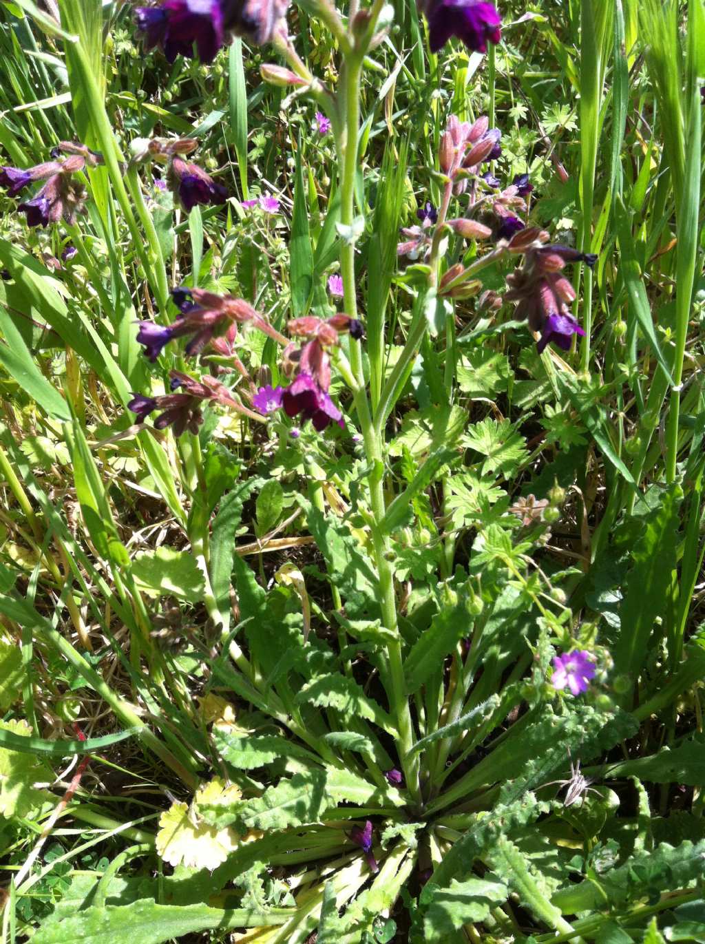 Anchusa undulata  subsp. hybrida