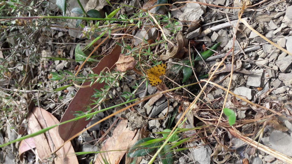 Pseudopanthera macularia (Geometridae) e Euphydryas aurinia (Nymphalidae)