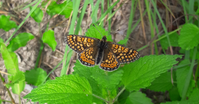 Pseudopanthera macularia (Geometridae) e Euphydryas aurinia (Nymphalidae)