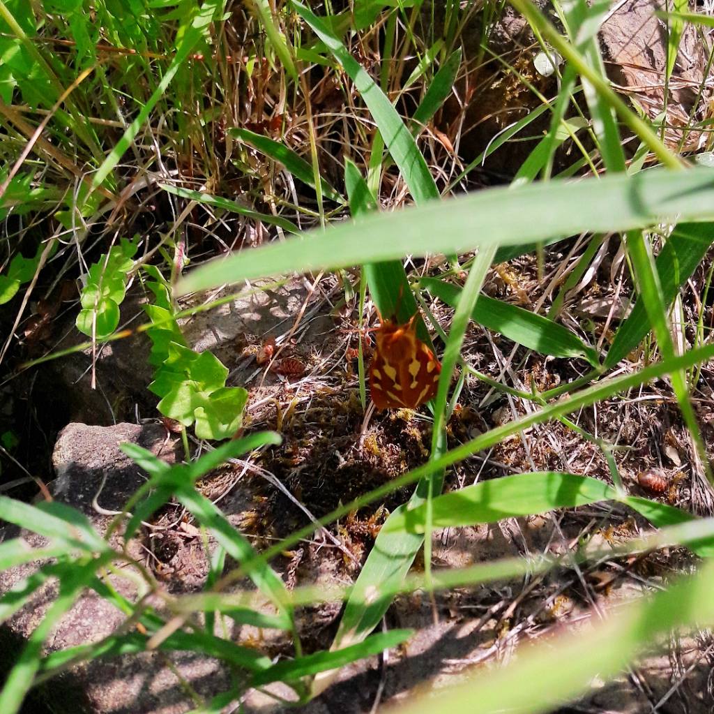 Hyphoraia testudinaria (Erebide Arctiinae) e Heliotis peltigera (Noctuidae)