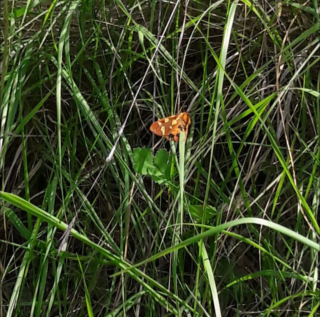 Hyphoraia testudinaria (Erebide Arctiinae) e Heliotis peltigera (Noctuidae)