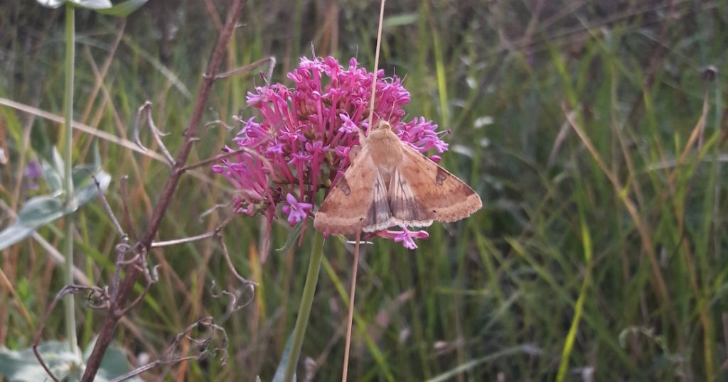 Hyphoraia testudinaria (Erebide Arctiinae) e Heliotis peltigera (Noctuidae)