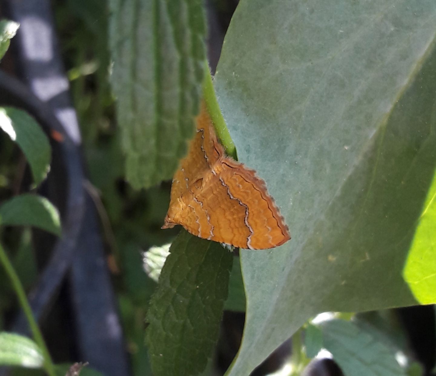 Camptogrammabilineata (Geometridae)?   S