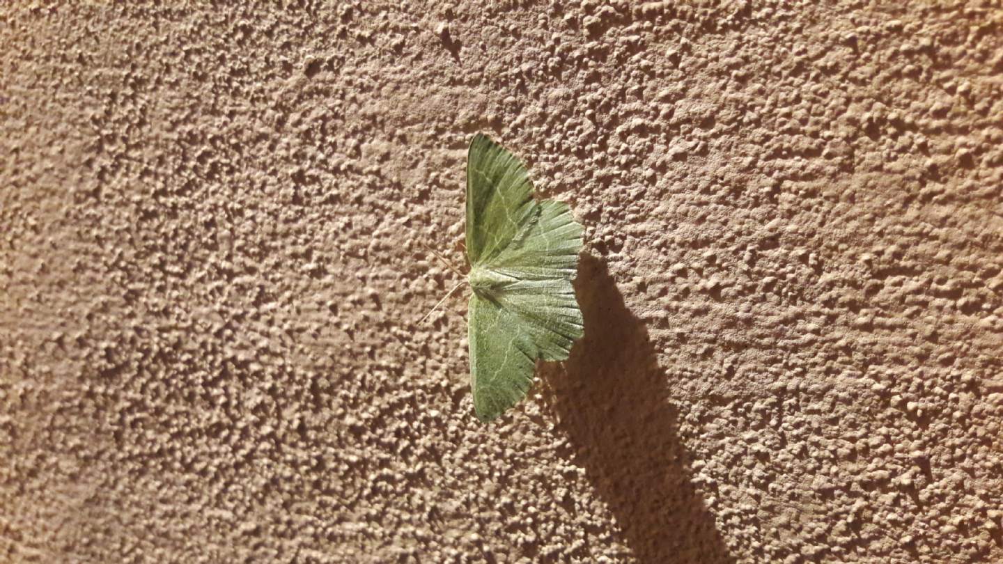 Geometridae: Thalera fimbrialis o Hemithea aestivaria?