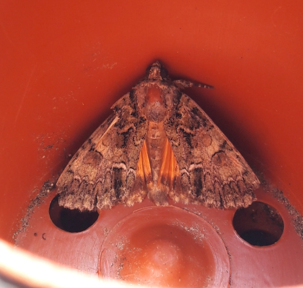 Catocala nymphaea? No, Polyphaenis sericata - Noctuidae