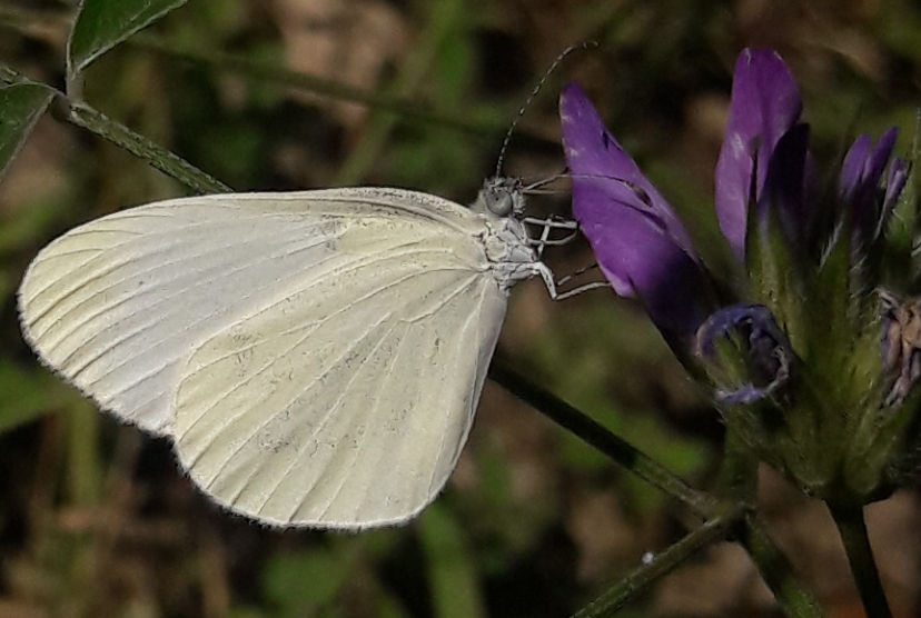 Pieridae: Leptidea sinapis