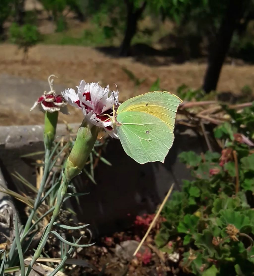 Gonepteryx cleopatra (Pieridae) maschio