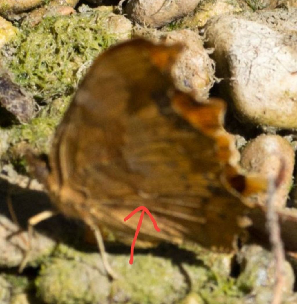 Polygonia c-album o egea ?  Polygonia c-album