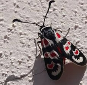 Zygaena occitanica?  S