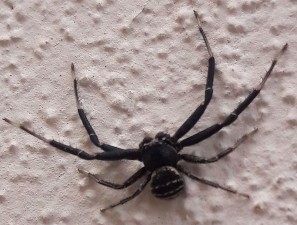 Thomisidae: Bassanioides / Xysticus sp.