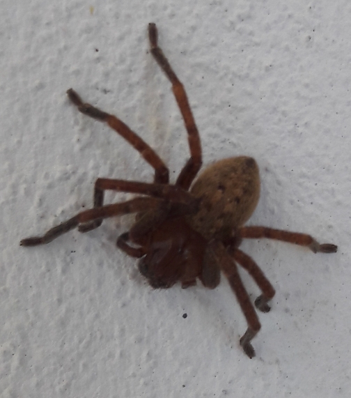 Olios argelasius (Sparassidae)