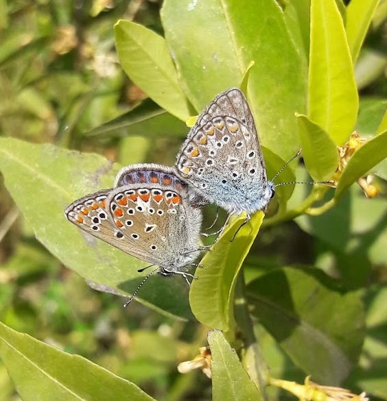 Polyommatini in copula - Polyommatus icarus?