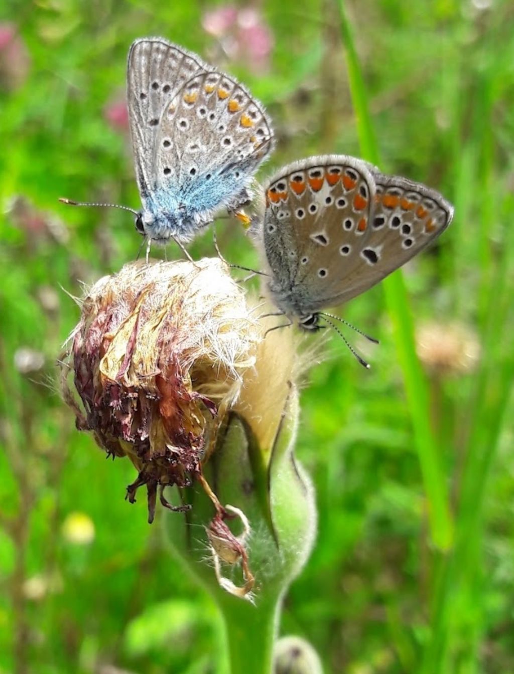 Polyommatini in copula - Polyommatus icarus?