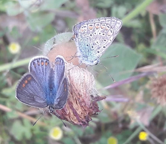 Polyommatini in copula - Polyommatus icarus?