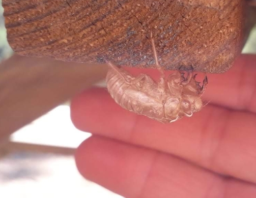 Muta - a che insetto appartiene? cfr. Cicada orni (Cicadidae)