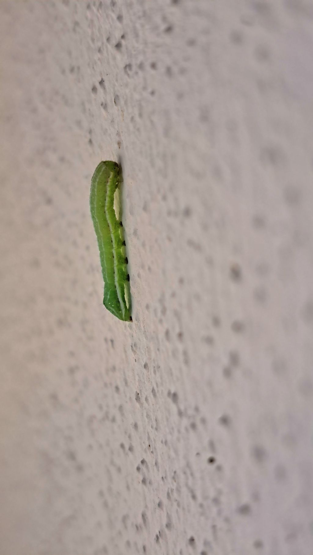 Piccolo bruco verde - Noctuidae?
