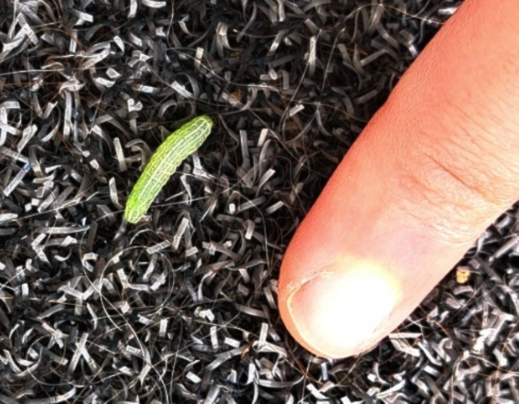 Piccolo bruco verde - Noctuidae?