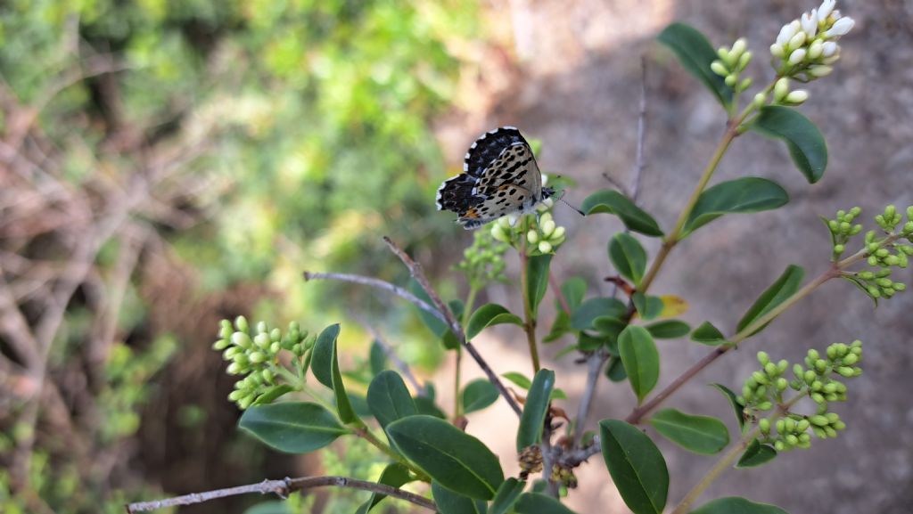 Lycaenidae da identificare - Maschio di Scolitantides orion? S