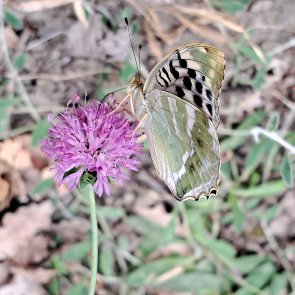 Argynnis paphia valesina?