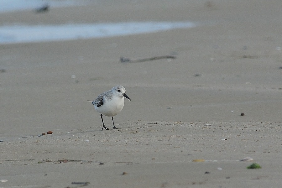 Piovanelli tridattili