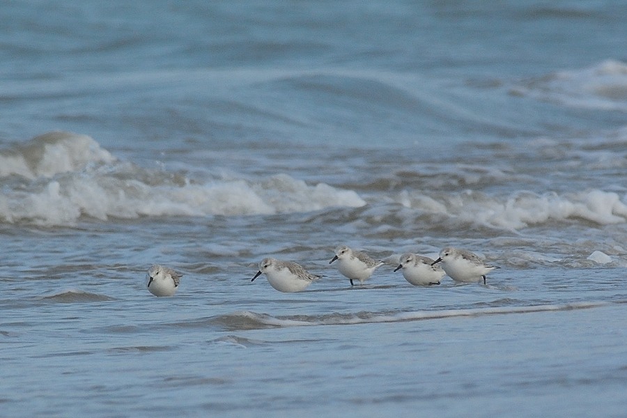 Piovanelli tridattili