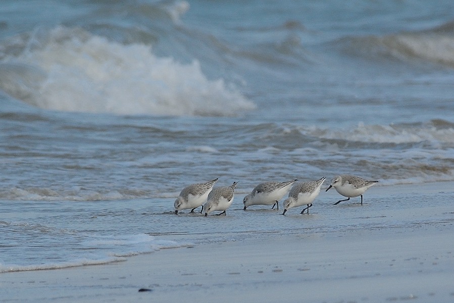 Piovanelli tridattili