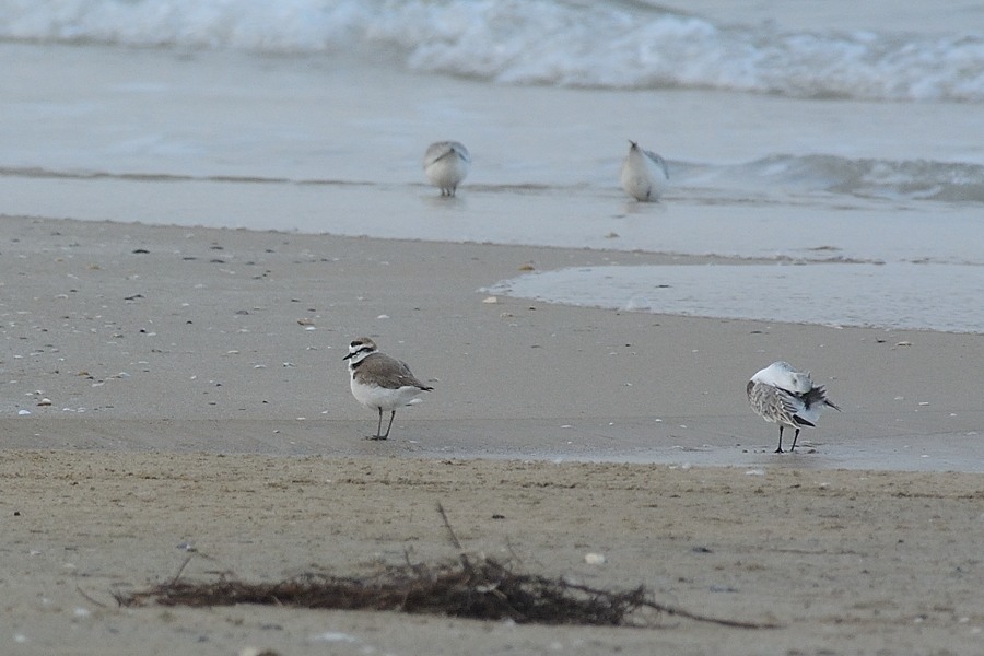 Piovanelli tridattili