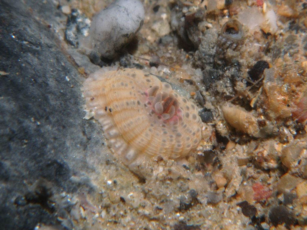 Anemone sotto i sassi