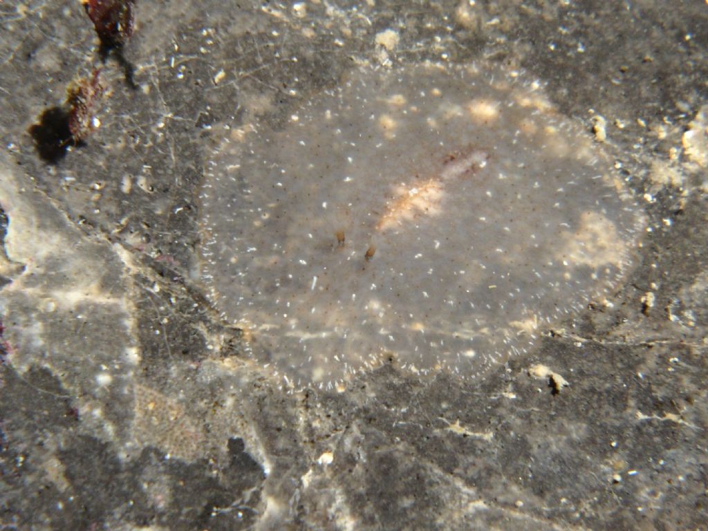 Planocera ceratommata