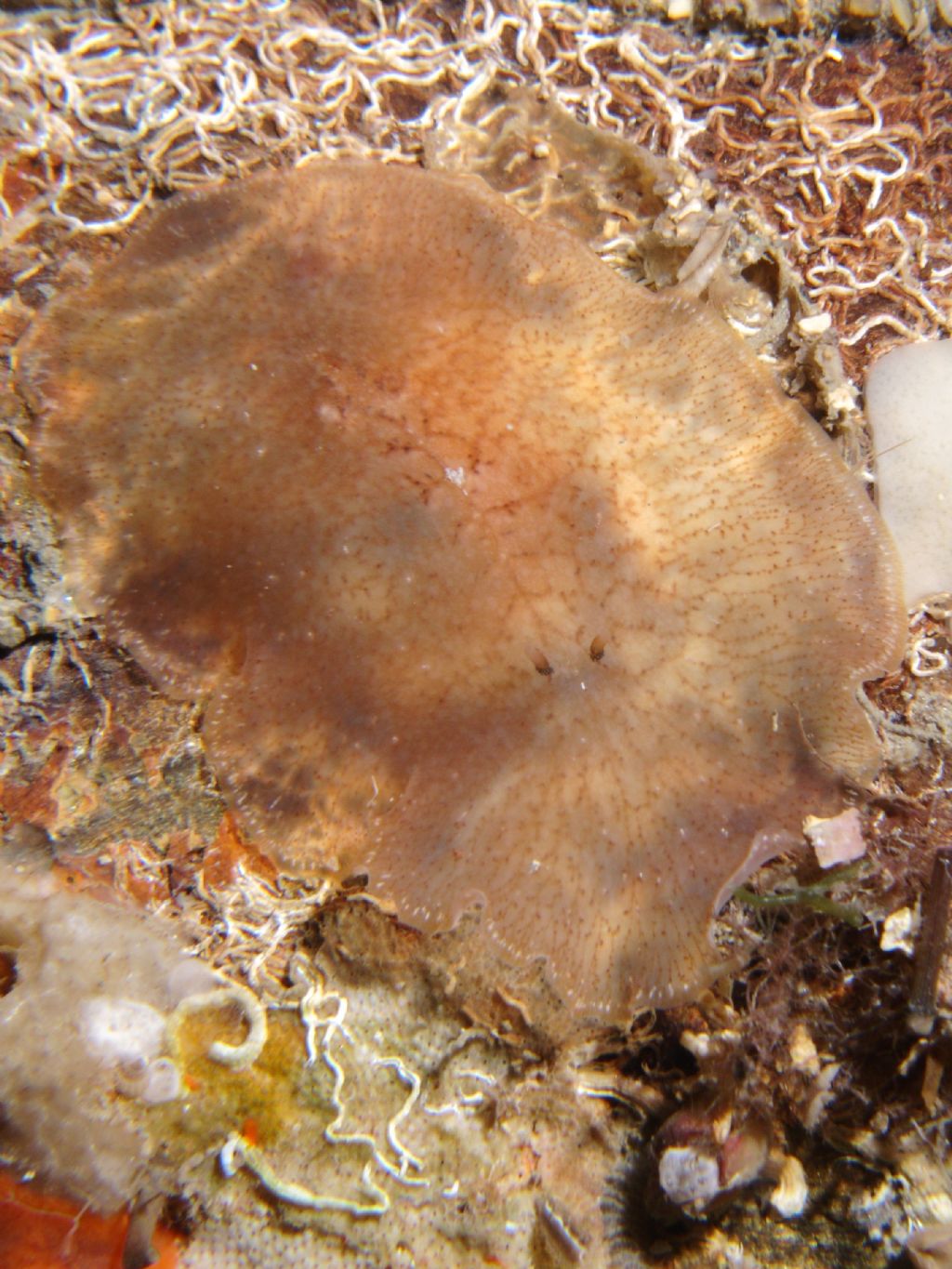 Planocera ceratommata