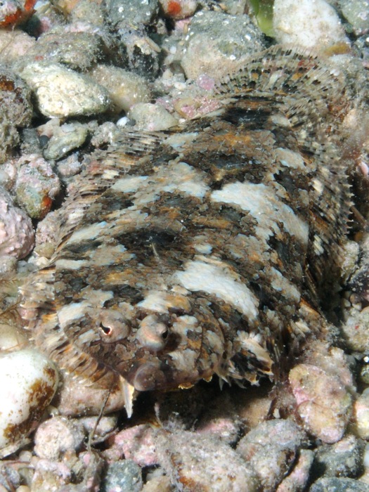 Suacia mora (Arnoglossus thori)