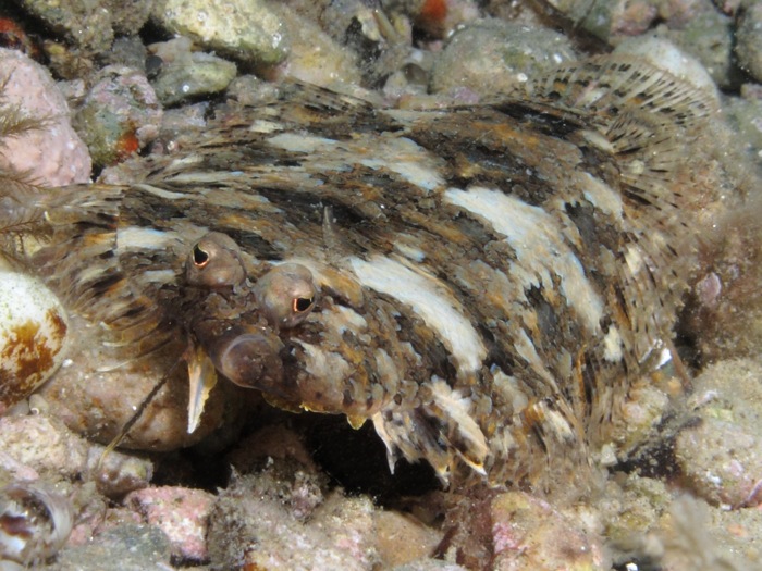 Suacia mora (Arnoglossus thori)