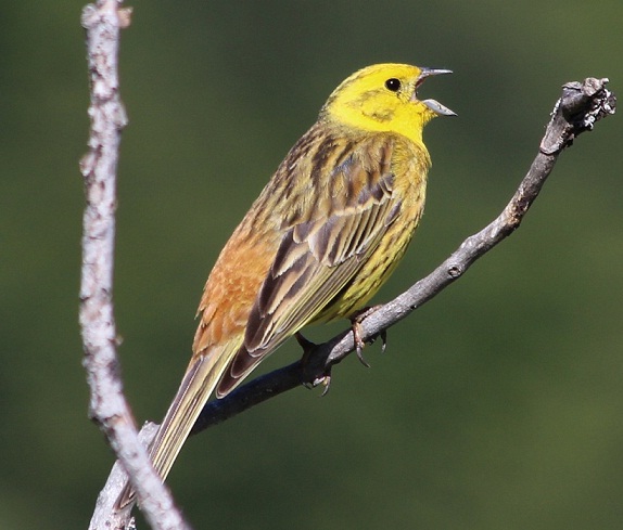 zigolo giallo