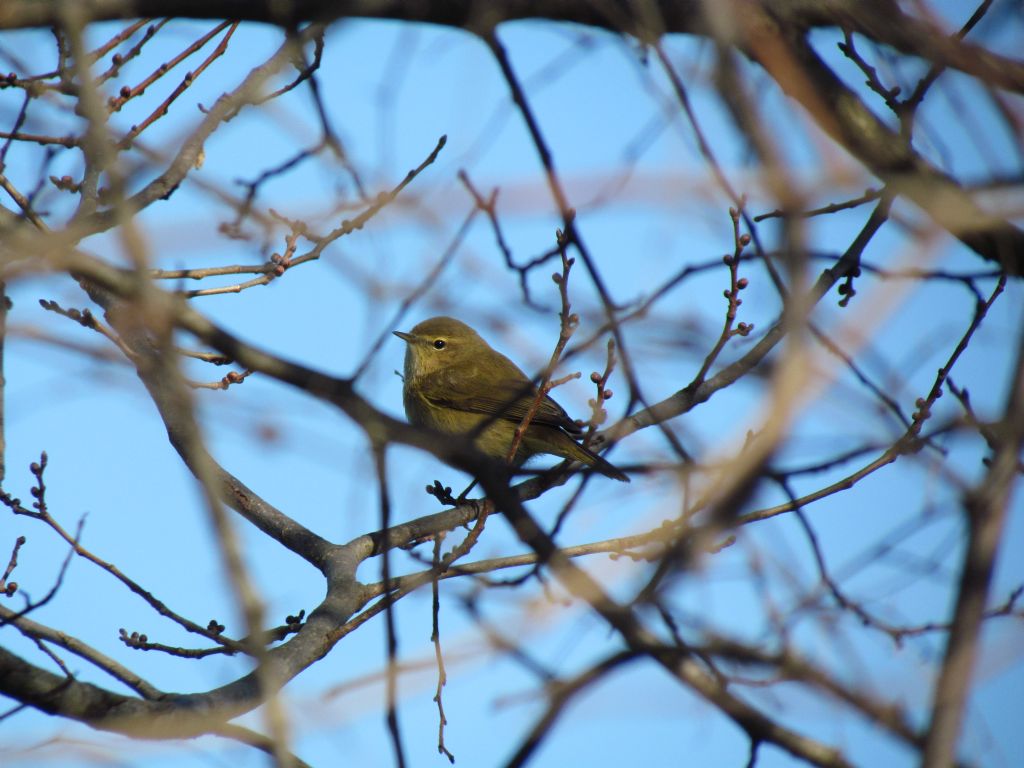 Aiuto id - lui piccolo?