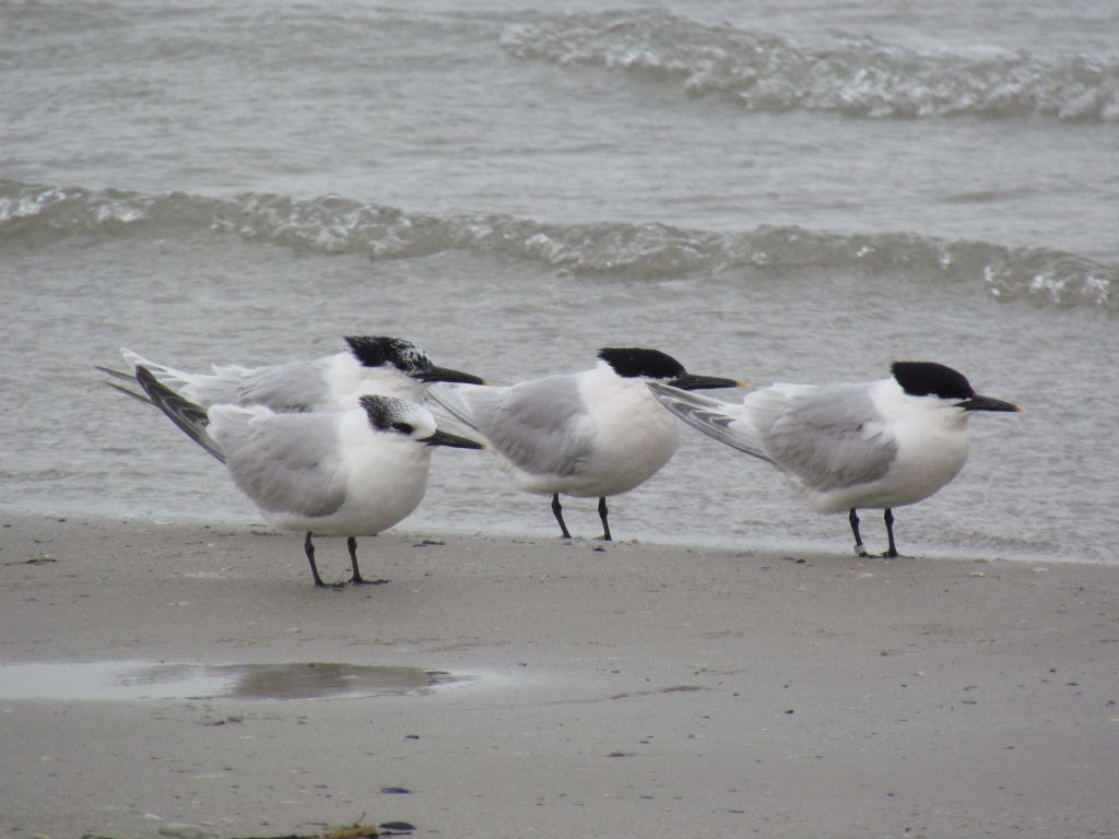 un p� di beccapesci