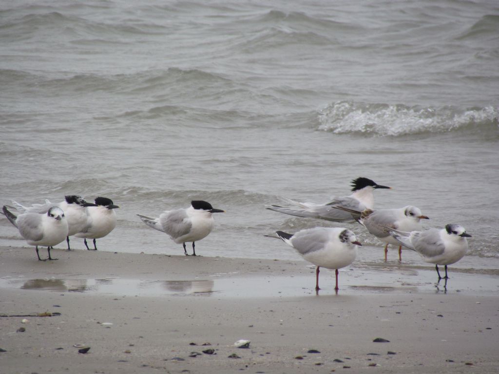 un p� di beccapesci