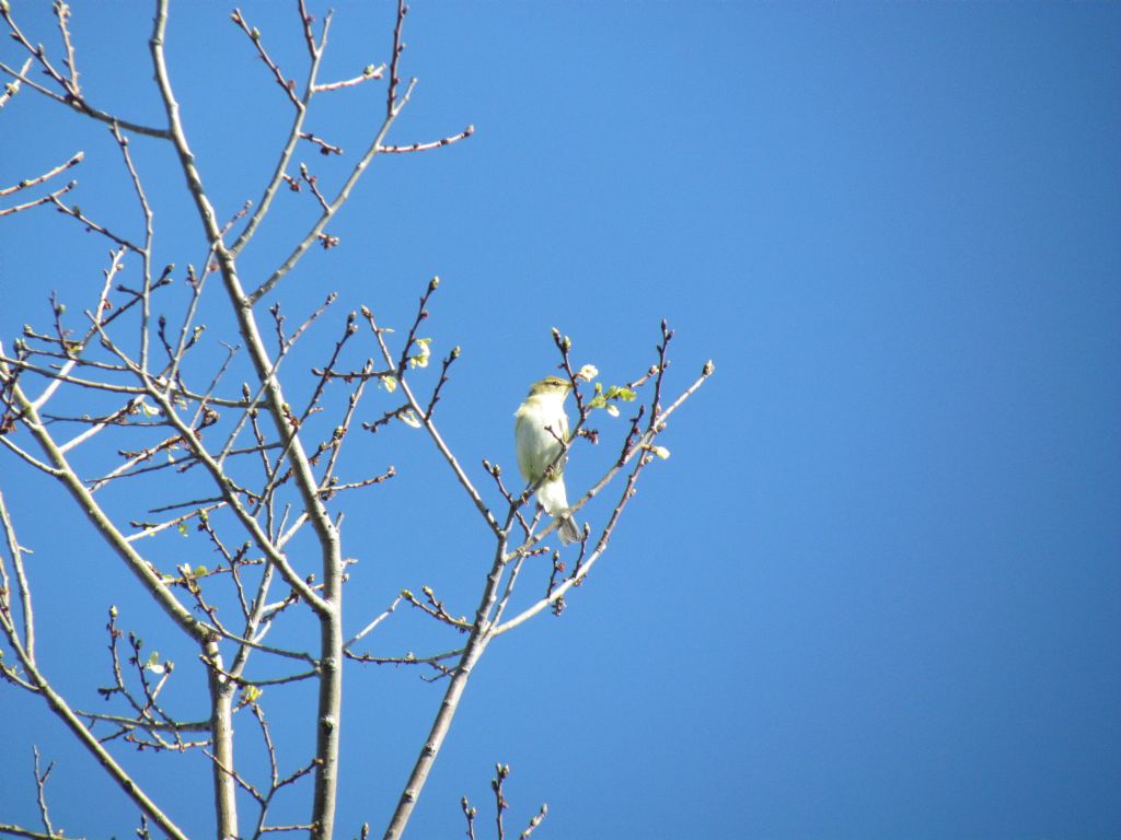 lui grosso o lui piccolo?