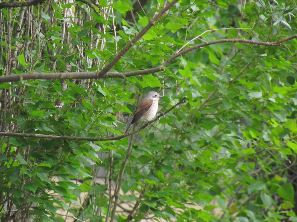 averla piccola - maschio e femmina