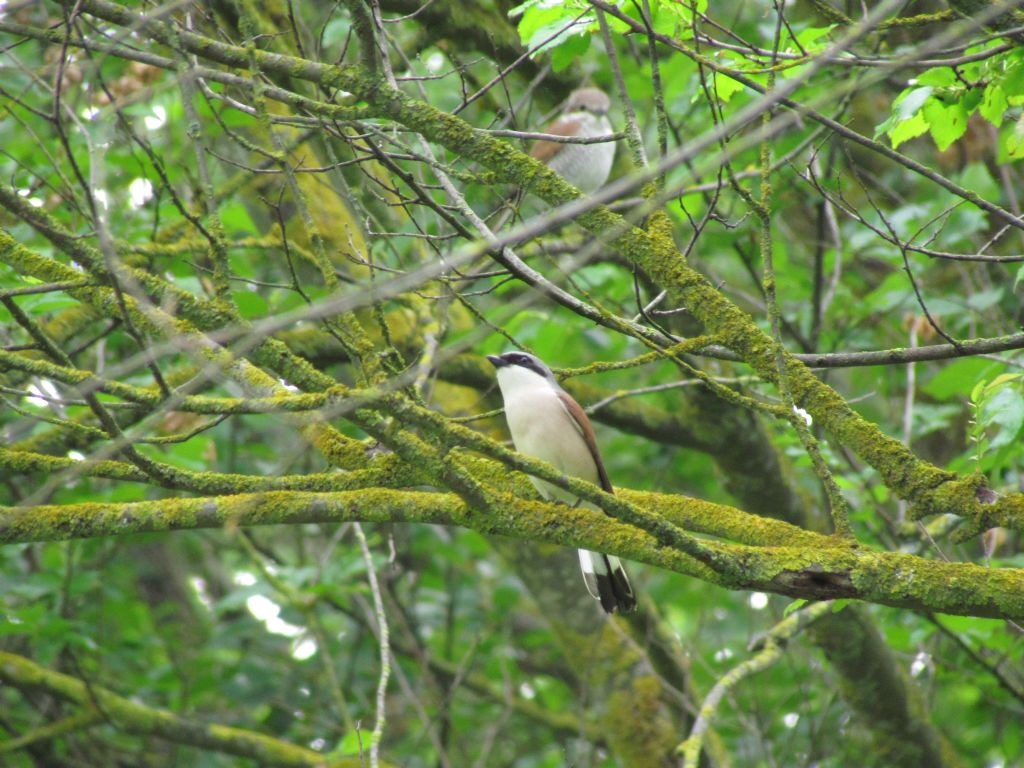 averla piccola - maschio e femmina