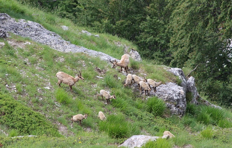 Camoscio d''Abruzzo Rupicapra pyrenaica ornata