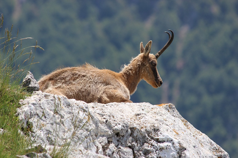 Camoscio d''Abruzzo Rupicapra pyrenaica ornata