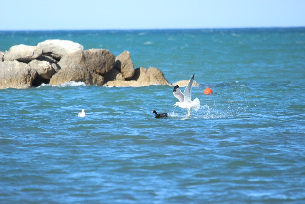 orchetto marino attaccato da gabbiani reali
