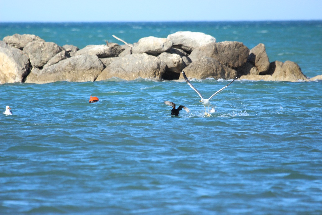 orchetto marino attaccato da gabbiani reali