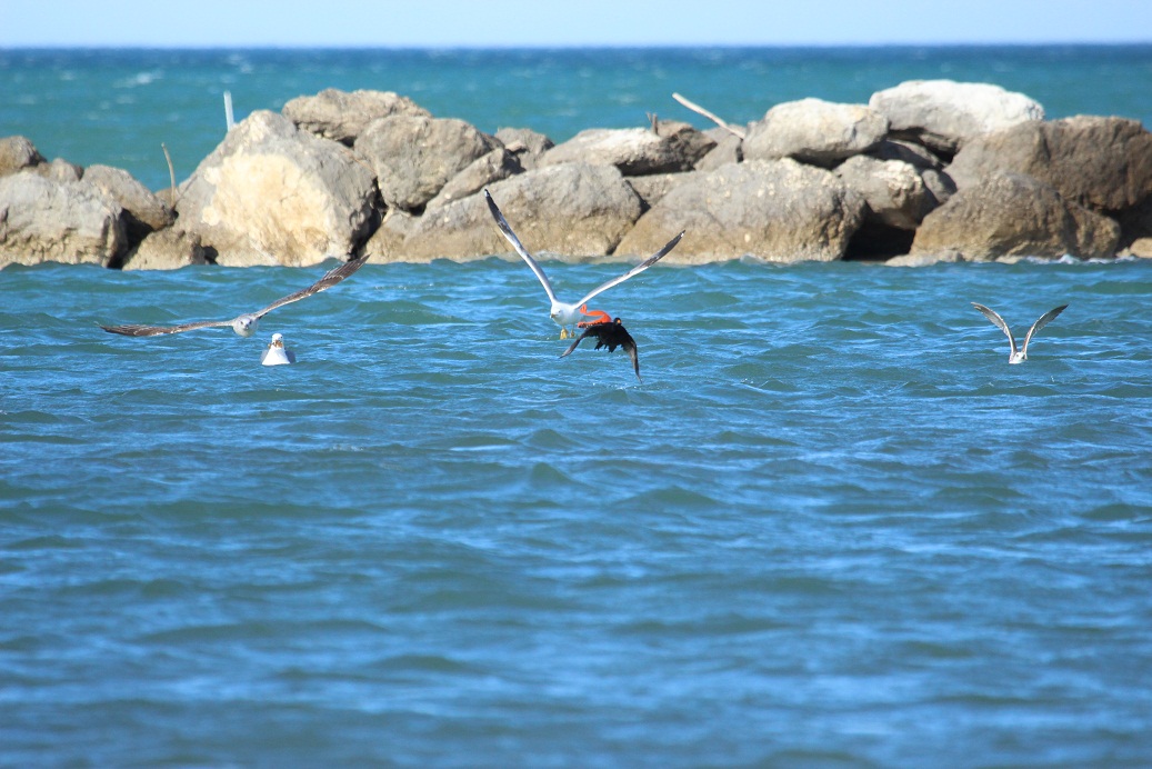 orchetto marino attaccato da gabbiani reali
