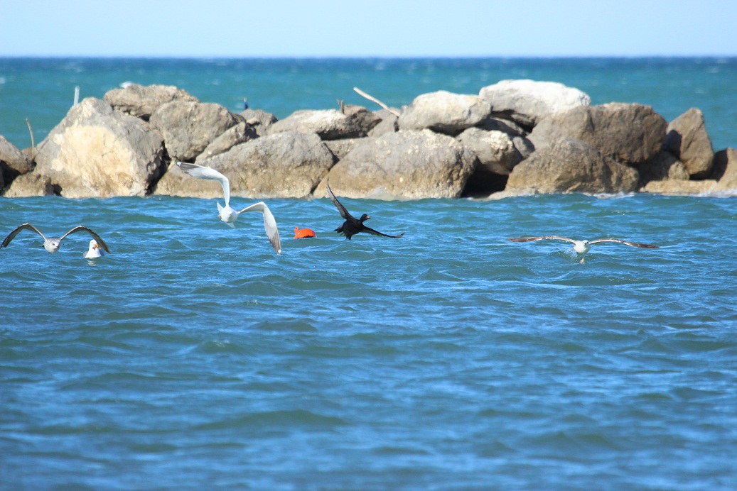 orchetto marino attaccato da gabbiani reali