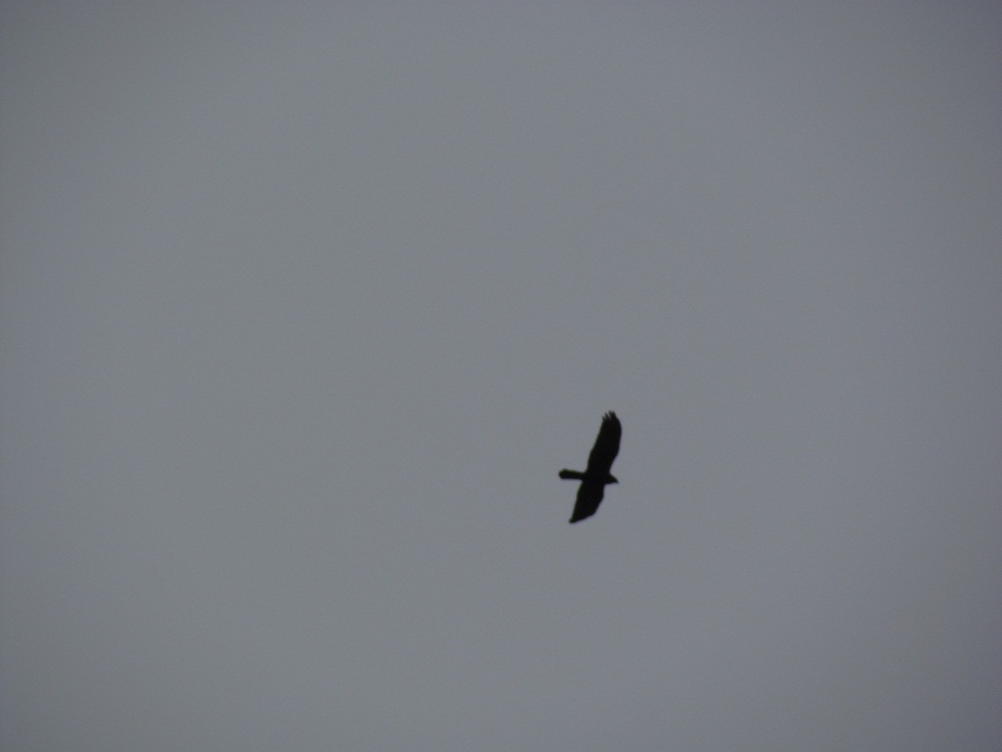 identificazione rapace, se possibile